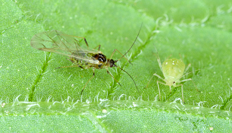 Green peach aphid