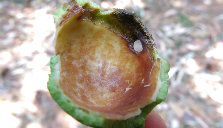 Insect borer in macadamia nut shell