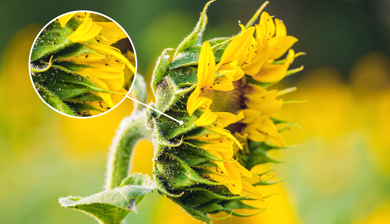 Pests on sunflower