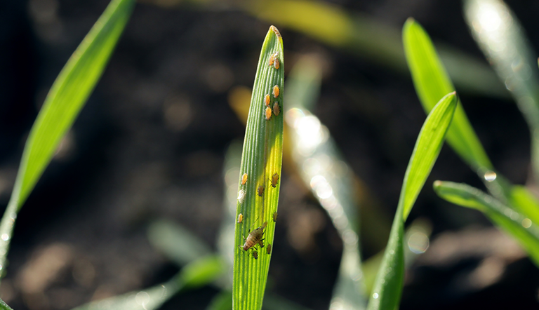 grain-aphids-sitobion-avenae-green-pale