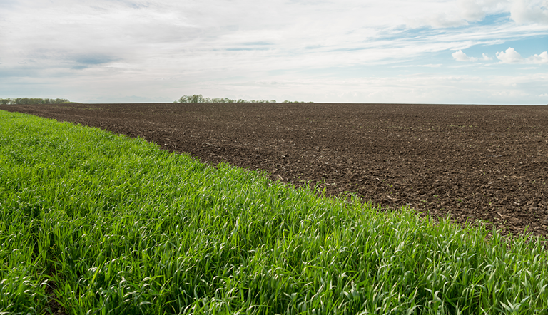 wheat-crop-rotation