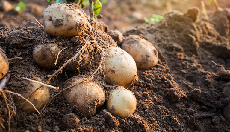 fresh-potatoes-field