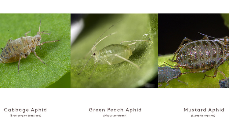 Cabbage Aphid, Green Peach Aphid, Mustard Aphid 