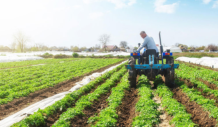 Farmer on a tractor in a potato field