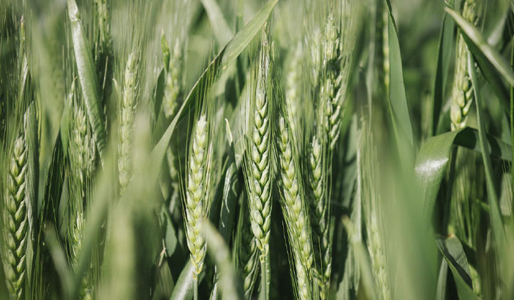 Wheat plant at heading stage