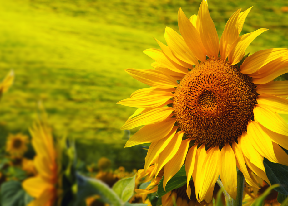 Big sunflower in sunflower field