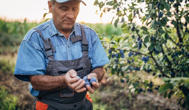 farmer drzi sljive