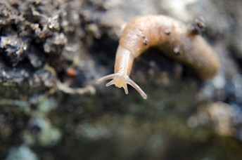A close up of a snail on a rockDescription automatically generated
