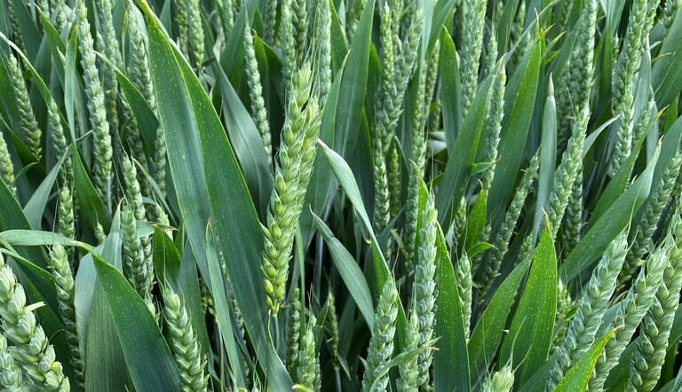 Wheat crop in ear 2