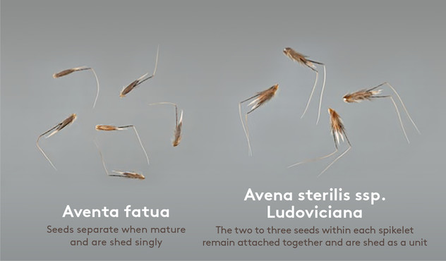Aventa fatua vs Avena sterilis ssp. Ludoviciana - Seeds