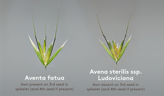 Aventa fatua vs Avena sterilis ssp. Ludoviciana