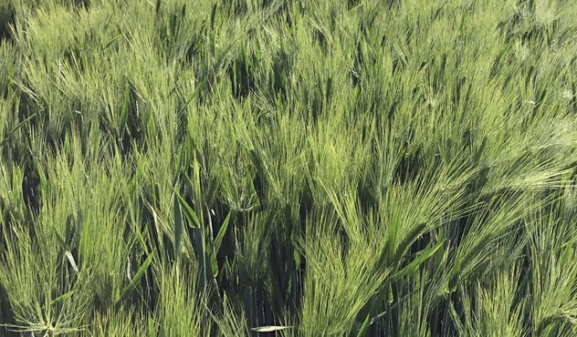 Winter Barley