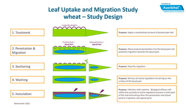 Leaf Uptake and Migration Study wheat – Study Design