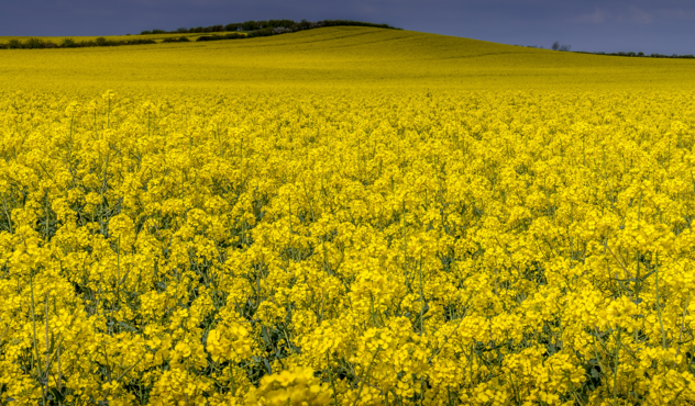 OSR Field