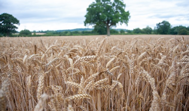 Wheat Field