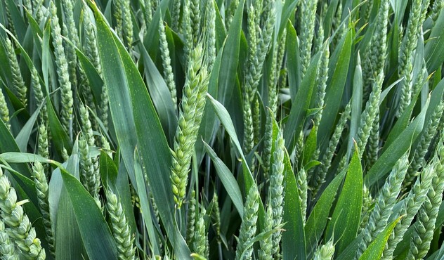 Wheat crop in ear 2