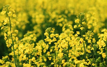 Oilseed Rape