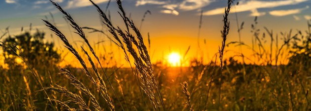 Wheat at Sunset