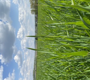 Barley Crop with Awns emerging (Shropshire)