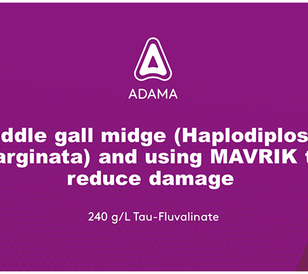 Saddle Gall Midge - Slide 1