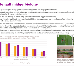 Saddle Gall Midge - Slide 2