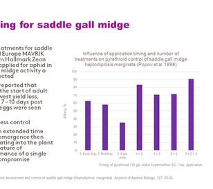 Saddle Gall Midge - Slide 4