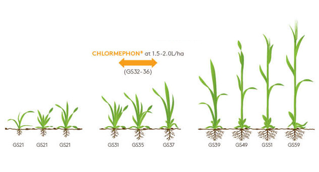 Chlormephon Growth Diagram