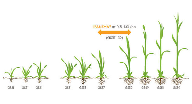 Ipanema Growth Diagram