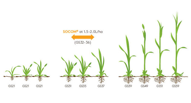 Socom Growth Diagram