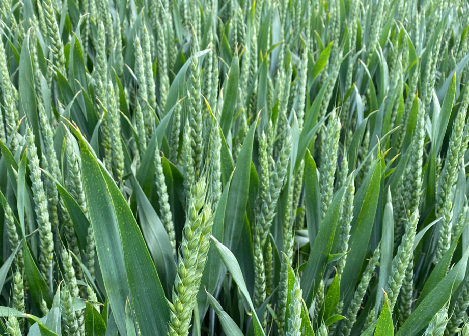 Extase Wheat Crop