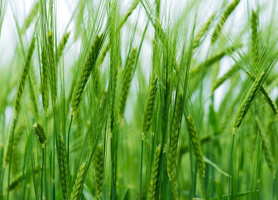 barley_crop_page.jpg