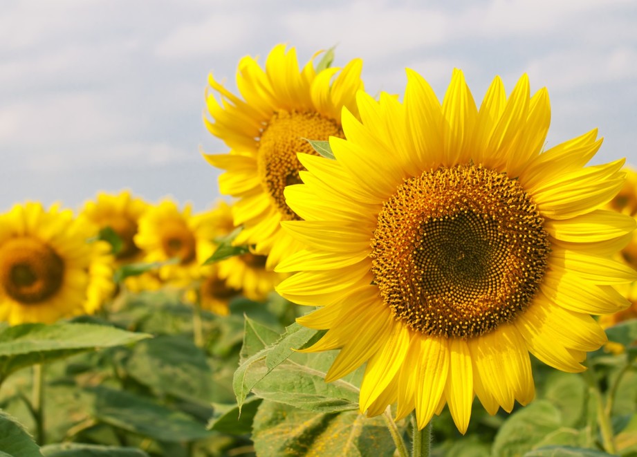 sunflower_crop_page.jpg