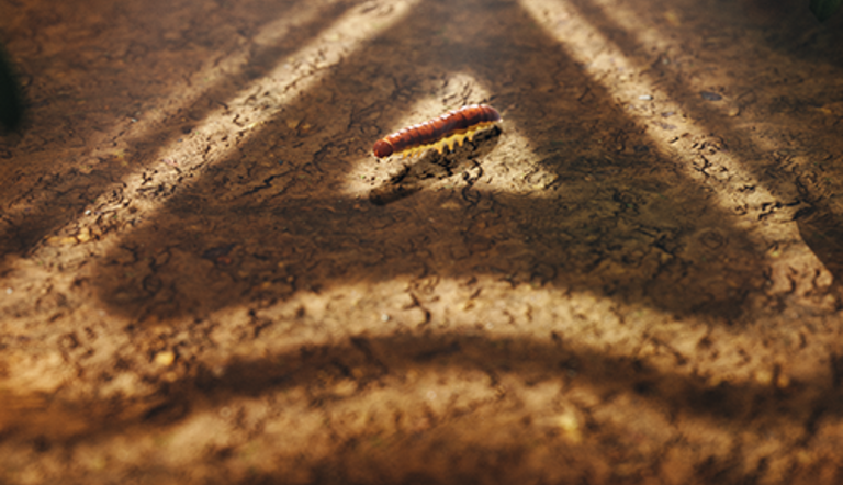 trinalor caterpillar PR image