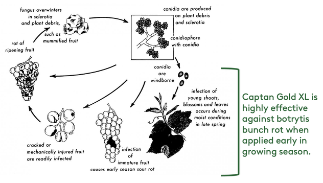 Botrytis Disease Cycle for Grapes