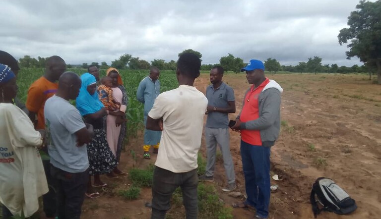 Early weed control in Maize farming matters