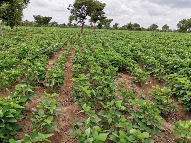 Soyabean field treated with ADAMA solution - Weedblock®