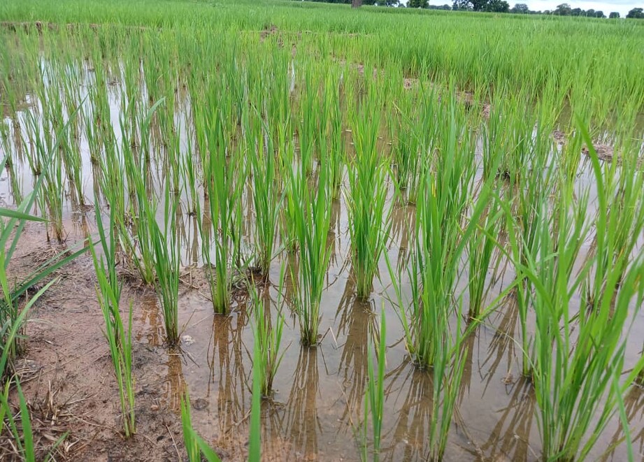 Explore reliable solutions for effective weed management in rice production