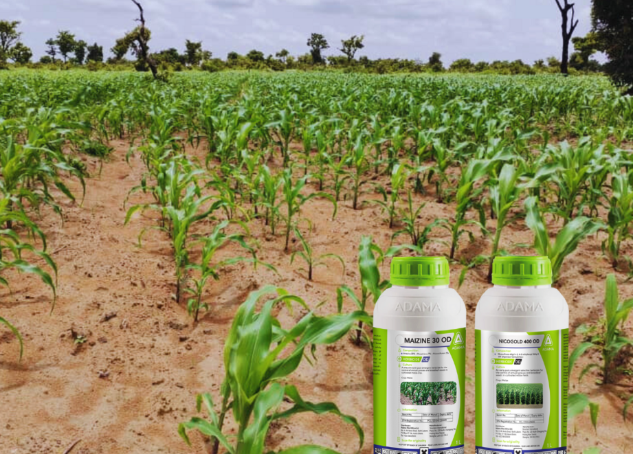 corn field- treated with ADAMA solution