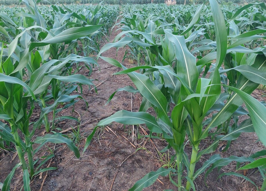 Maize field treated with ADAMA solution.