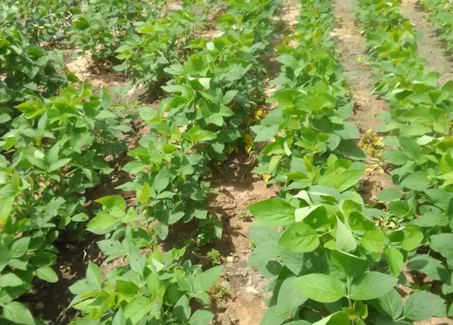 Treated legume field with ADAMA Agrochemicals