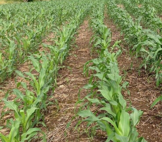 Corn field treated with ADAMA herbicide solution