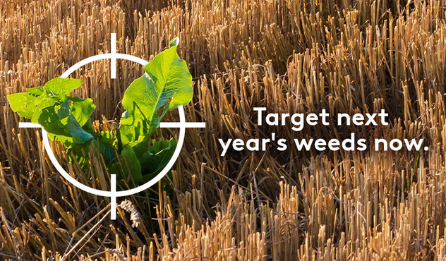 Post harvest field with a target on a weed 