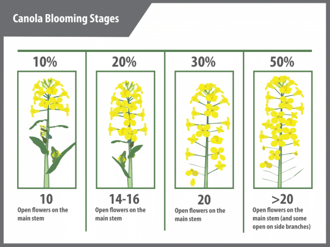 Canola Blooming Stages